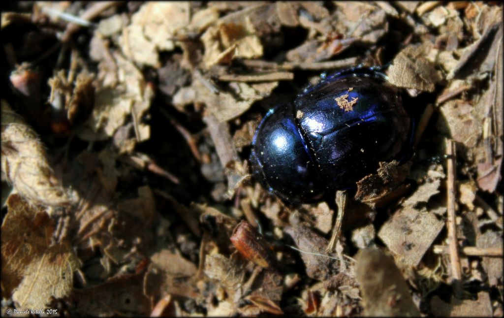 Femmina di Trypocopris pyrenaeus cyanicolor, Geotrupidae